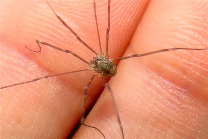 Leiobunum sp. (Sclerosomatidae)
